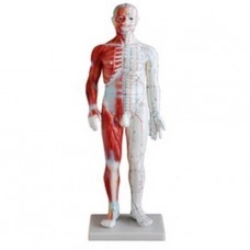 Akupunktúrny model muža so svalmi, výška 60 cm #15078
