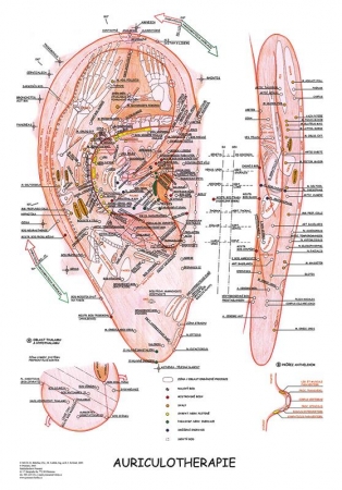 Aurikuloterapia 47x63cm #15059