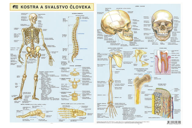 Kostra a svalstvo človeka - brožúra #1610