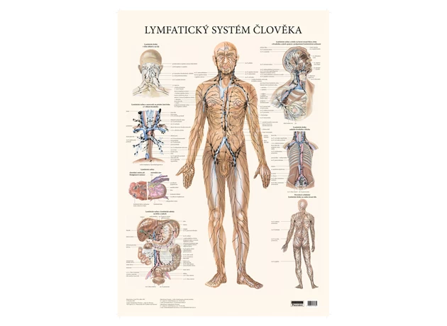 Lymfatický systém človeka 48x70cm #16922