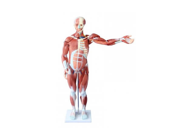 Model ľudského tela 80cm - muž #16271