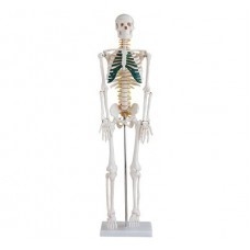 Stredne veľká kostra s miechovými nervami, výška 85 cm #2277