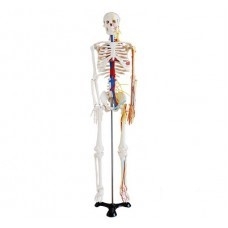 Stredne veľká kostra s nervami a cievami, výška 85 cm #2276